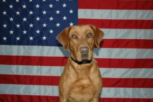 Paws of Honor “Roxie”