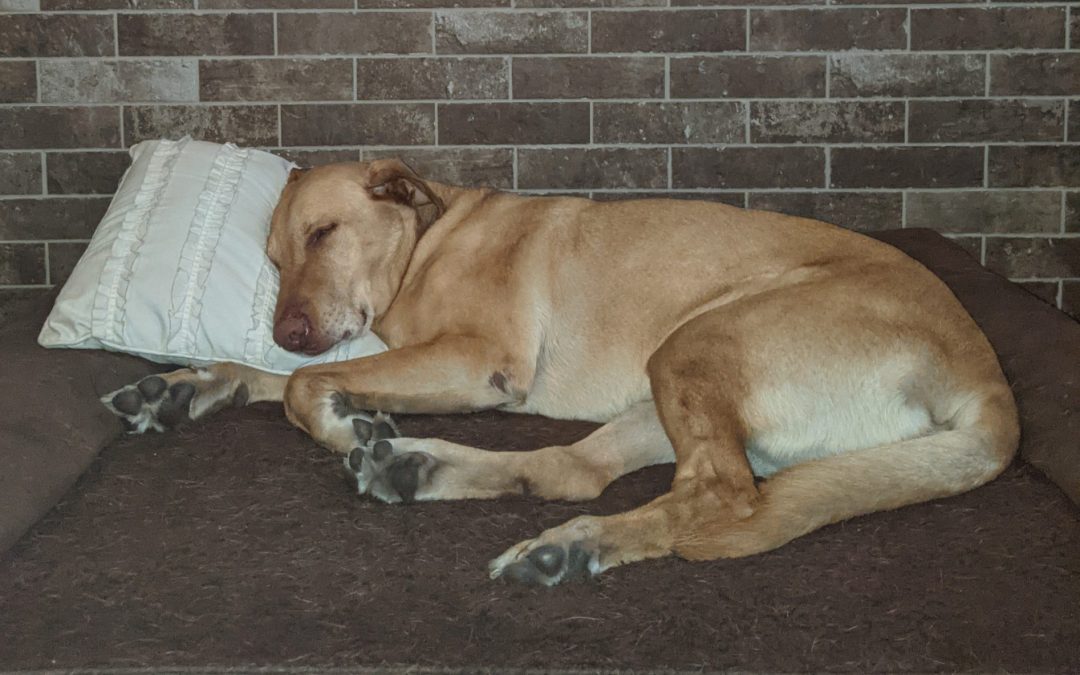 K9 Jet, retired working dog, enjoying a nap in front of a fireplace.