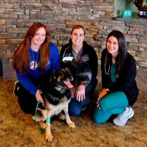 German shepherd sits with veterinary staff in vet office