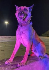 Dog sitting on road barrier in the dark lit up by police lights